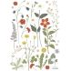 Stickerblad A3 - Wildflowers, buttercup & dandelion