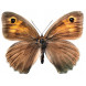 waanzinnig mooie muursticker 'Butterfly'
